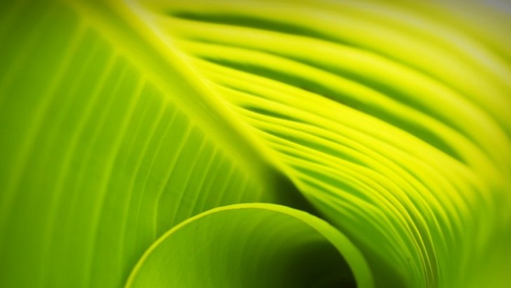 Seznamte se s Greenery, barvou roku 2017